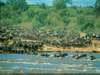 Sarova Mara Game Camp - Wildlife 